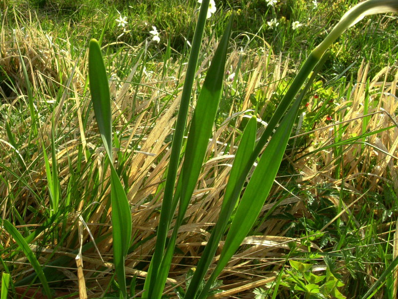 Narcissus poeticus / Narciso selvatico